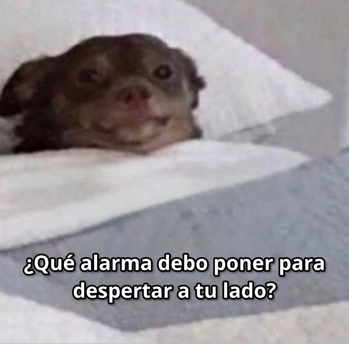 El Guarromántico tweet media