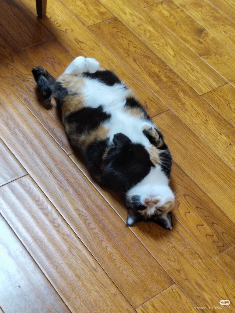 nocontextscats's tweet photo. Potato https://t.co/eq8nb2Ypq3