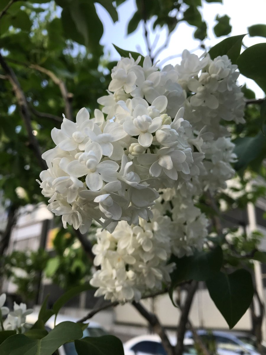 ncross1987's tweet photo. ＼スタッフ日記／

町を歩いていると、甘い香りに包まれる瞬間が。

周りを見渡すと、その正体は創成川通りに咲く色とりどりのライラックでした。

札幌では毎年お祭りも開催されるほど代表的な花です。

年々開花が早くなってそろそろ終わりに近づいていますが、今年も楽しませてくれました。

（ほ） https://t.co/DalynWianv
