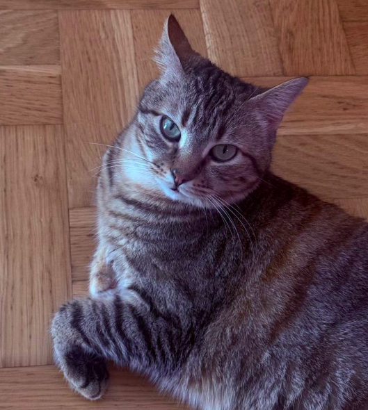 Dreamer_MNE's tweet photo. $72900. Did not see that coming?

Morning, lads. My Kisi the cat today is staring at us with that look - genuinely surprised. 🐱😲

$BTC dropped through $74K overnight. Someone dumped $1.3B in BlackRock's IBIT through a dark pool yesterday - record single trade - and US strikes near the Strait of Hormuz did the rest. 
$LTC at $50.5, everything sliding. Fear & Greed at 28.

Kisi's face says it all honestly. 🐾

🆂urprised.