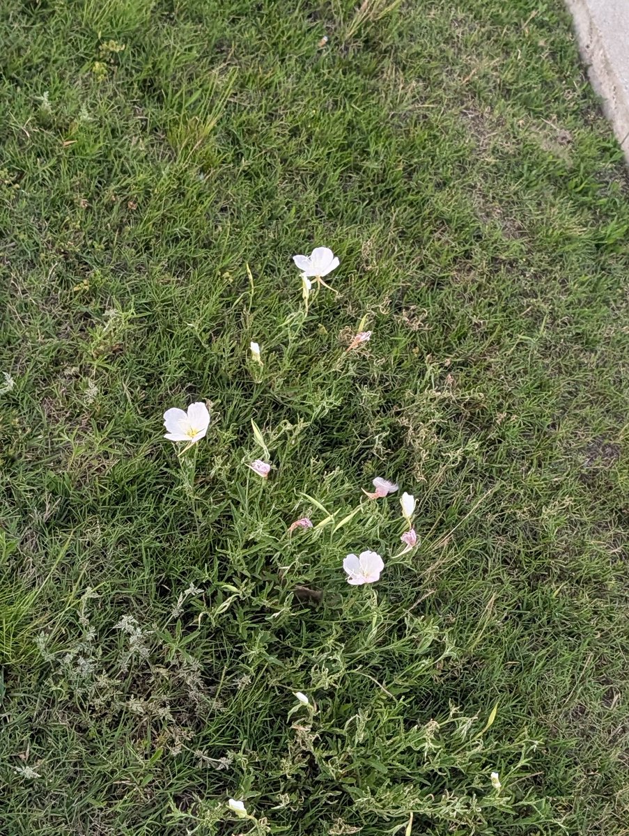 unicornhunted's tweet photo. 3 full blooms https://t.co/AazghM3uvS
