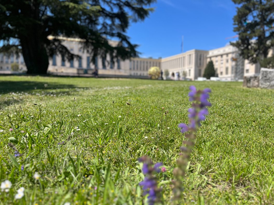 DrEMCollins's tweet photo. One thing I have loved about attending the @WHO #WHA79 and the World Health Assembly over the past decade is that the United Nations @UN in #Geneva is such a peaceful place to promote progress... https://t.co/LYDzTwMKG5