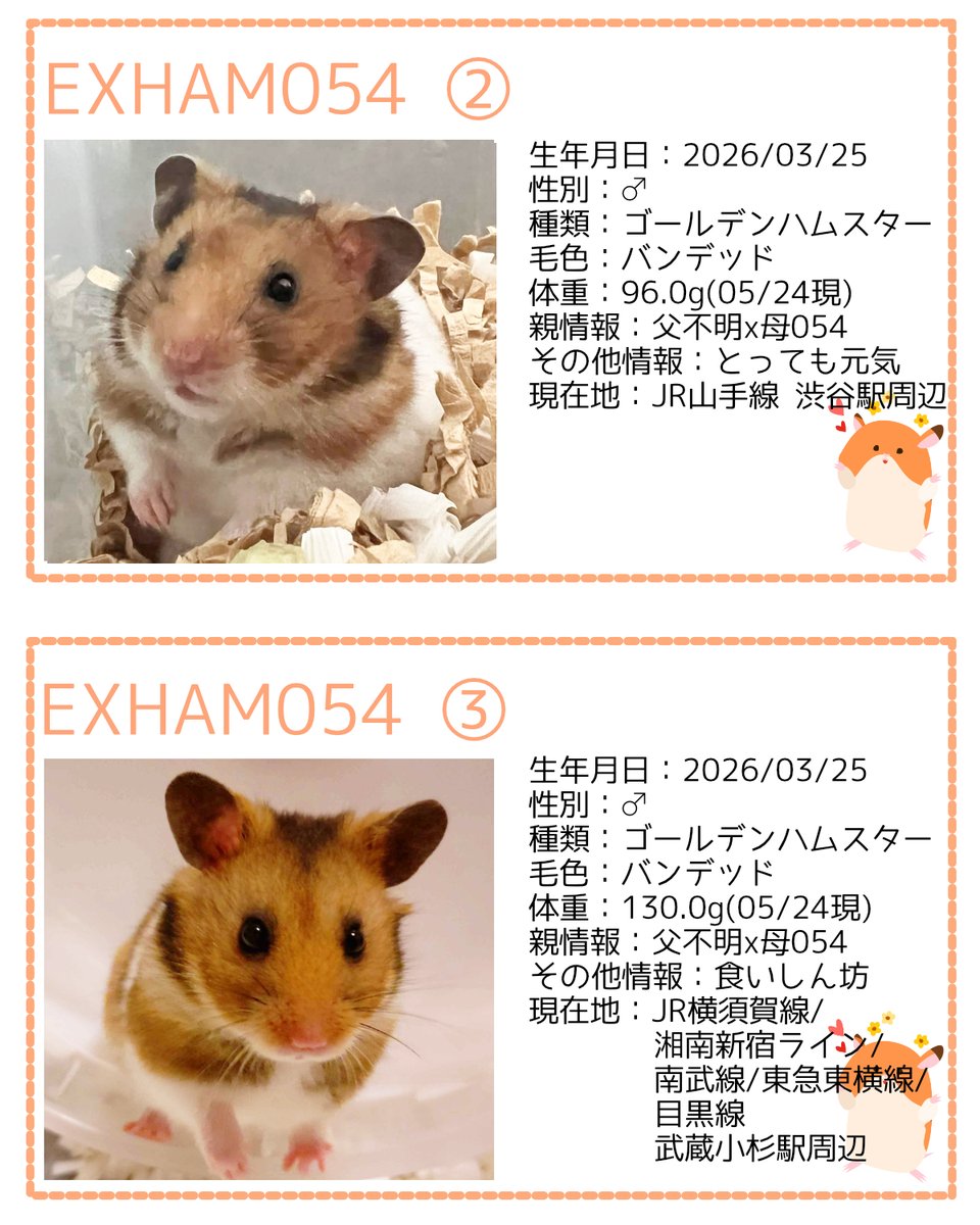 一般社団法人 ハムメディア tweet media