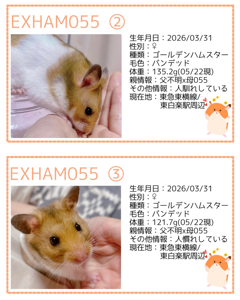 ham_edia's tweet photo. 【里親募集中】3-2
3/22の多頭崩壊からの保護後に生まれたかわいい子（3/31生）たちの家族になっていただけませんか？
ご協力をお願いいたします。

https://t.co/bYkEaK66kM

画像の募集条件をご確認の上、DMをお送りください。

#ハムスター
#里親募集
↓　続く https://t.co/8nfFs0ItPE
