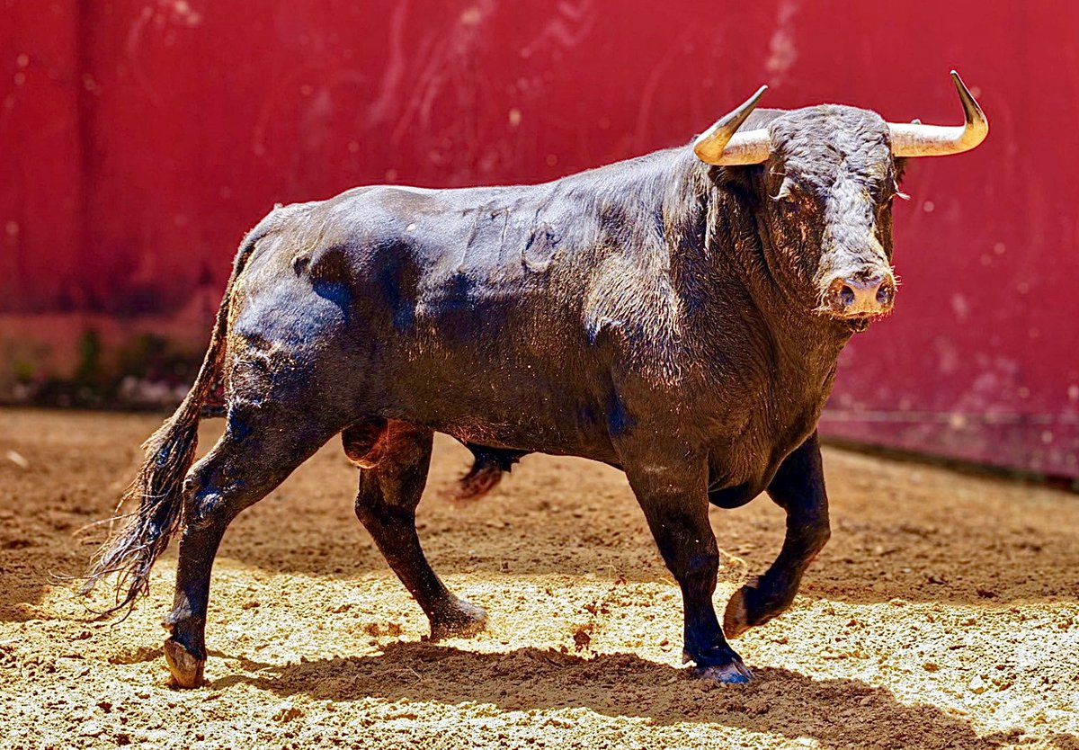 Ignacioirujo's tweet photo. #Toro #Bulls #España #Spain #Tauromaquia #Espectacular #Belleza #Bravura #Nobleza #Fuerza #GanadoBravo #Cultura #Dehesa #ReinoAnimal #Colorido #Presencia #Respeto #Fuerza #PielDeToro #CorridaDeToros #Maestro #PlazaDeToros #FiestaBrava #Torero #MatadorDeToros #CulturaEspañola https://t.co/eHjHgm9xp4