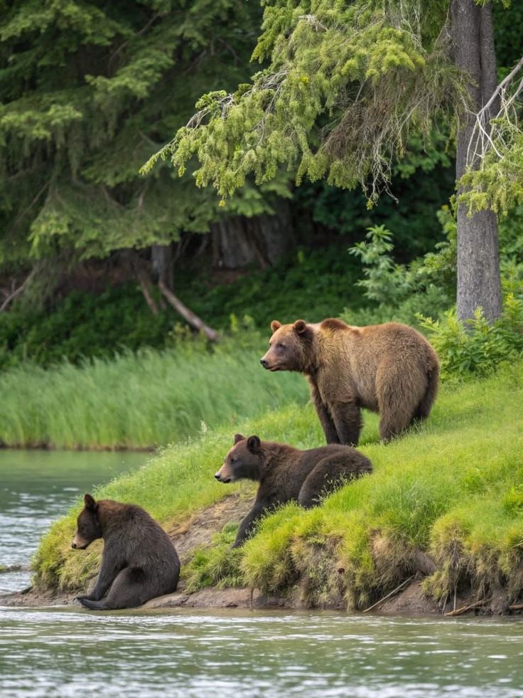 verdantGazee's tweet photo. Cute bear family https://t.co/WH2AbGwrzk