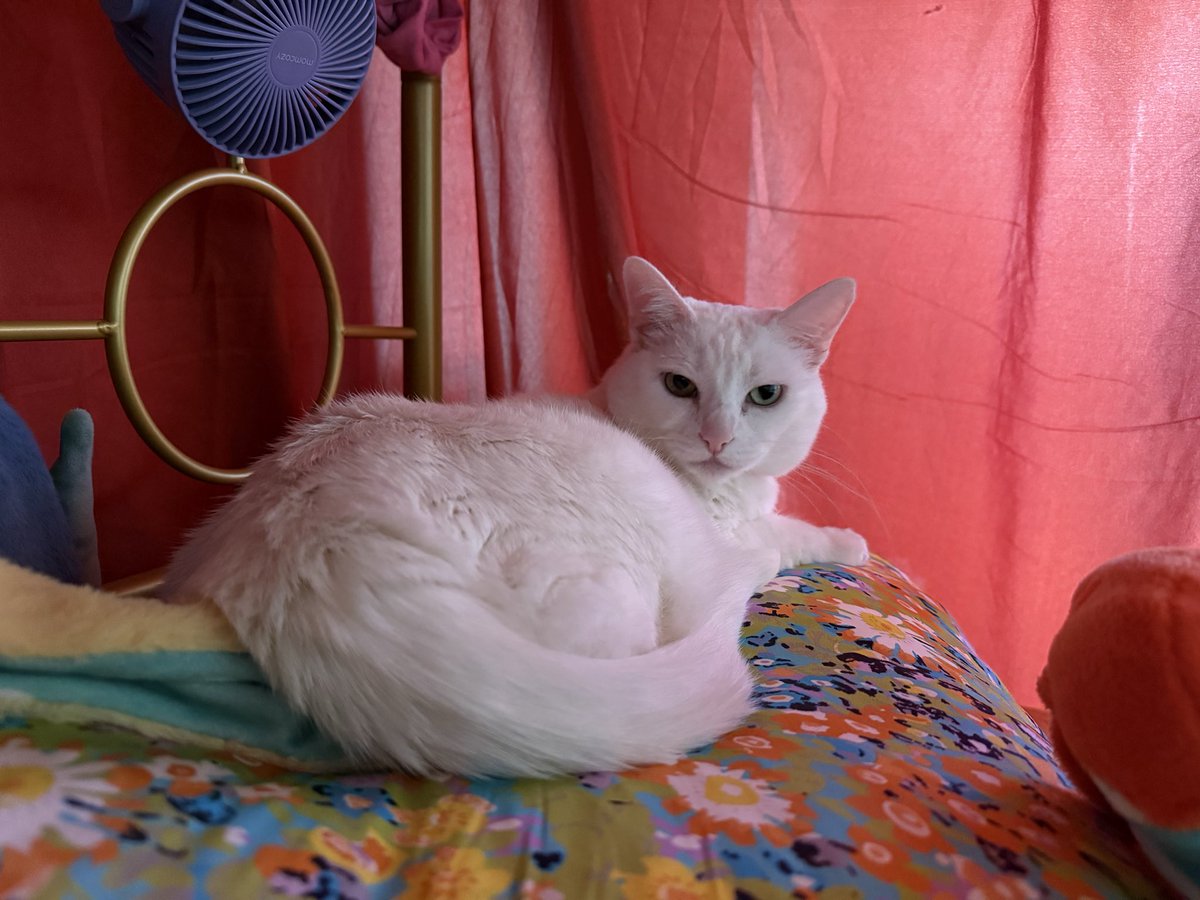 TheTauVolantis's tweet photo. She stole my pillow https://t.co/JOLZDhLVFN