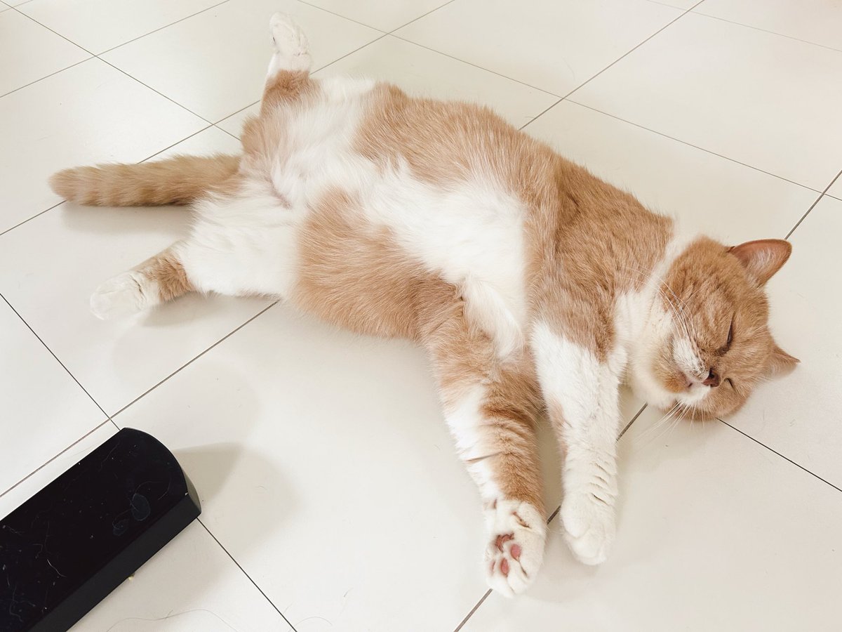 ねこにゃー🐱 (@nekonyaseven) / Posts / X
