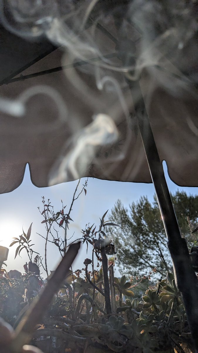DjBelzebud's tweet photo. #PlantesBalcon #WeedLovers #JointTime #CannabisChill #StonedVibes #Herbe #smokeweedeveryday https://t.co/3UcZhmQTJh