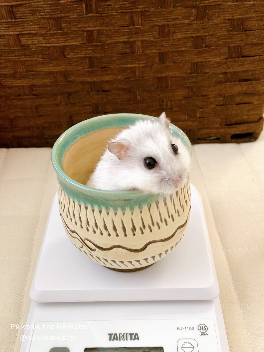 りんことモーイwithパウパウ tweet media