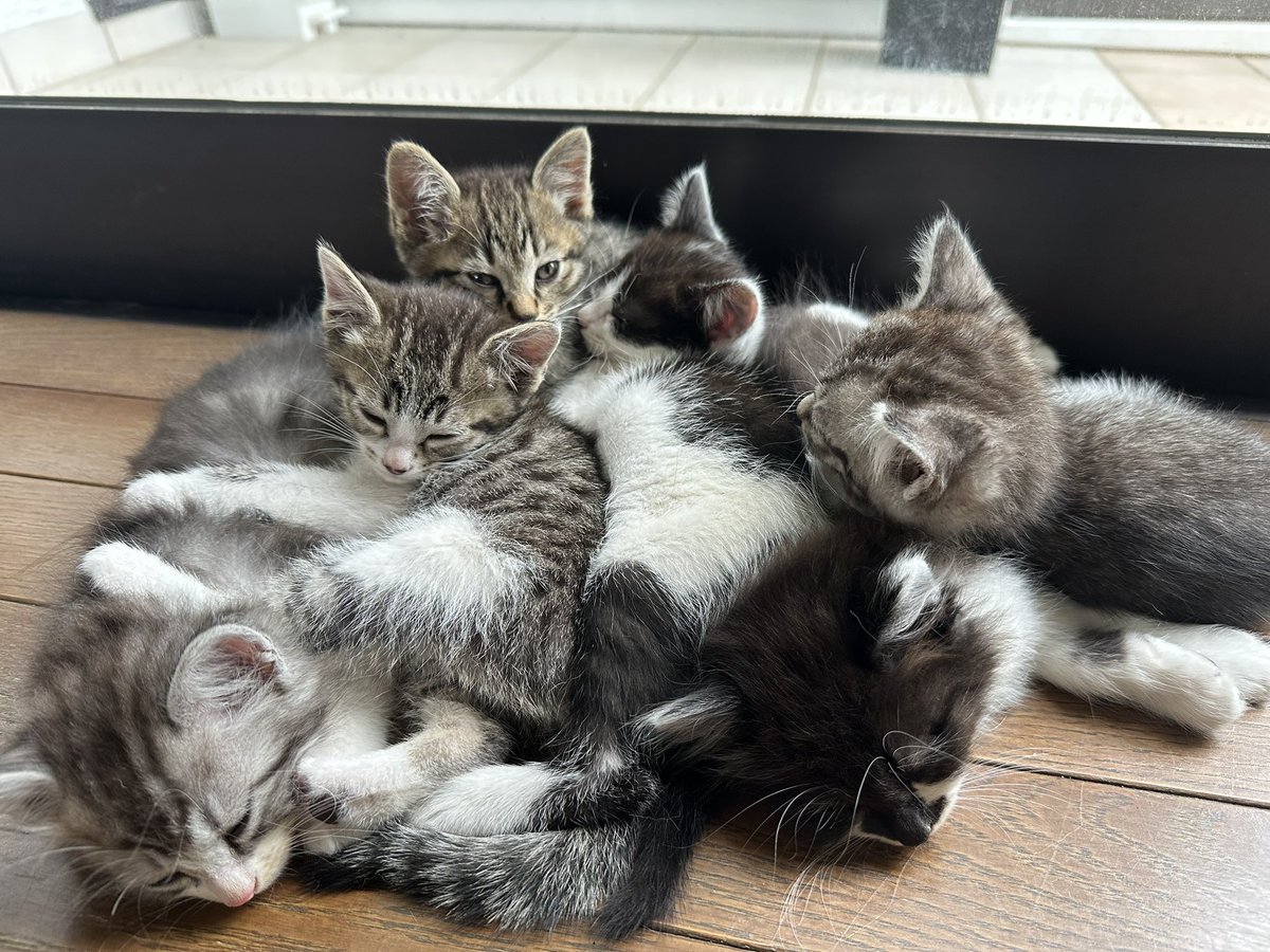 オシリウス tweet media