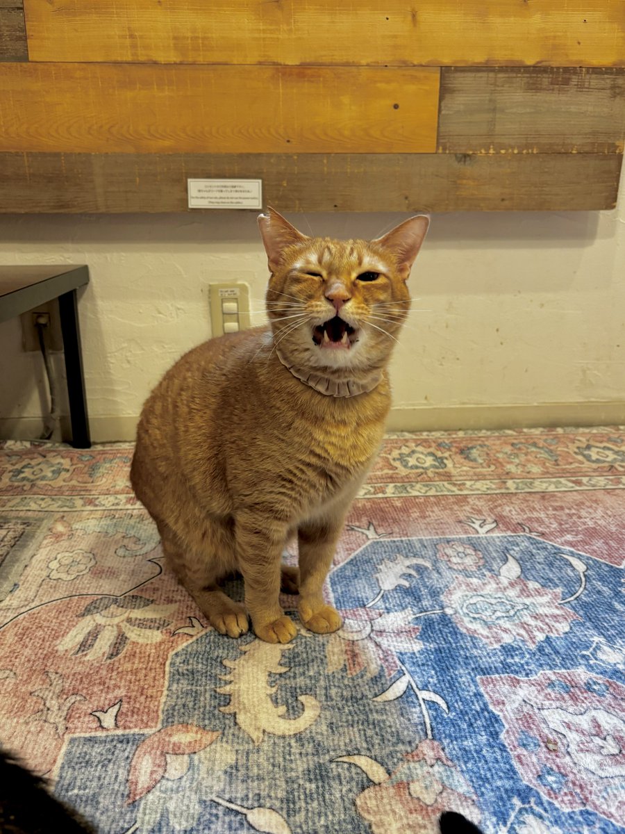 savecatcafe's tweet photo. 食べたー！ https://t.co/hnNcDMV1qq