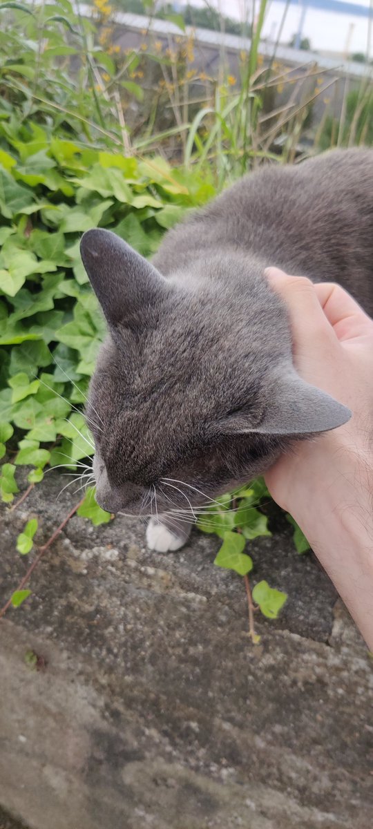 SSB_Linepik's tweet photo. J'ai raté mon bus parce que je me suis arrêté pour caresser un chat que je ne connais pas et sachez que je ne regrette rien https://t.co/iZiWsyUDG9