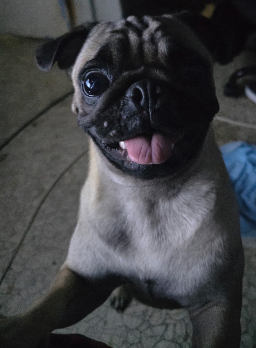 DireHalflings's tweet photo. @Christisking033 @FlintDibble BWAHAHAHA! You get the cute puppers for that! https://t.co/YQ3VPM1U1w