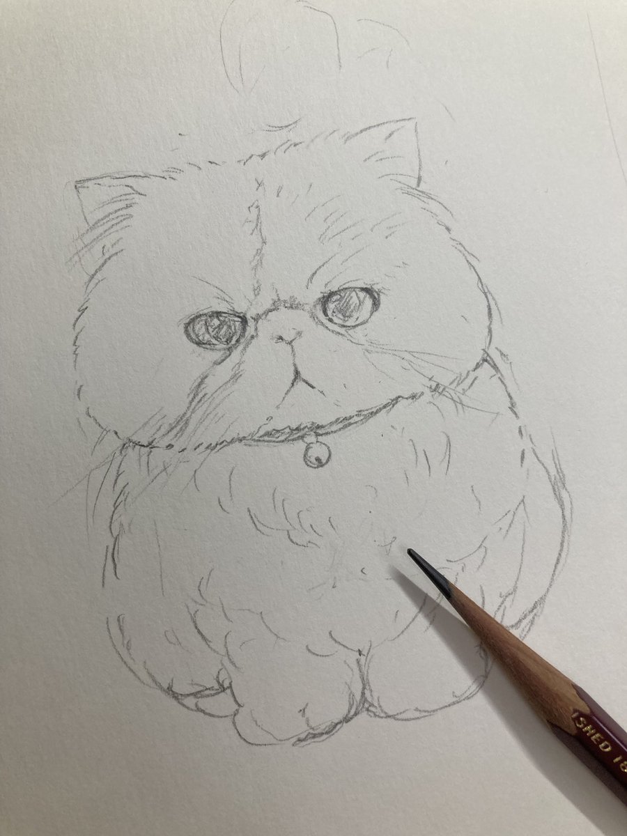 ap_hamham's tweet photo. うちの猫🐱
温厚で社交的で可愛い。 https://t.co/mwYb36eNJW