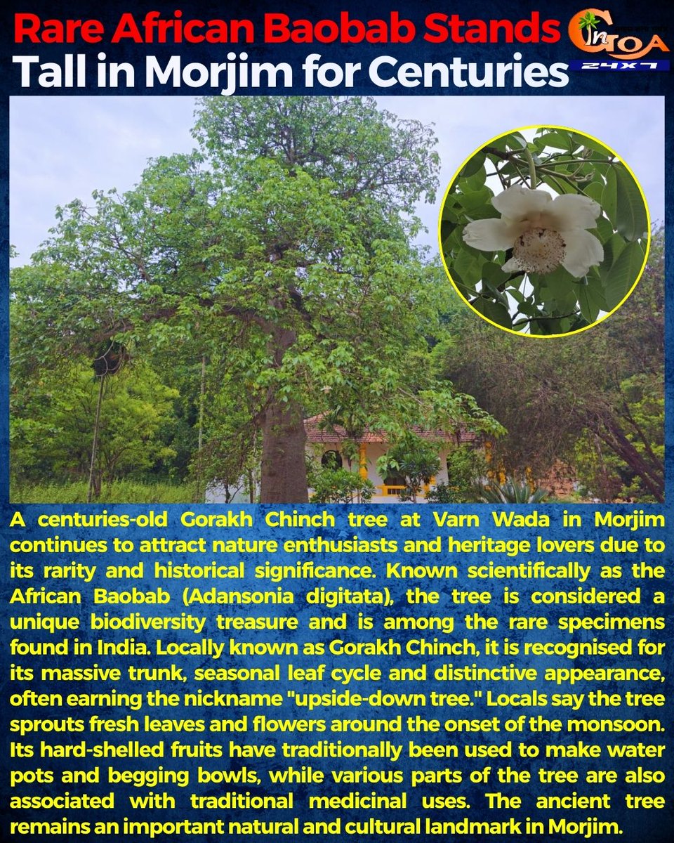 InGoa24x7's tweet photo. Rare African Baobab Stands Tall in Morjim for Centuries

#Goa #GoaNews #Chinch #Rare https://t.co/qT5SHGfz0D