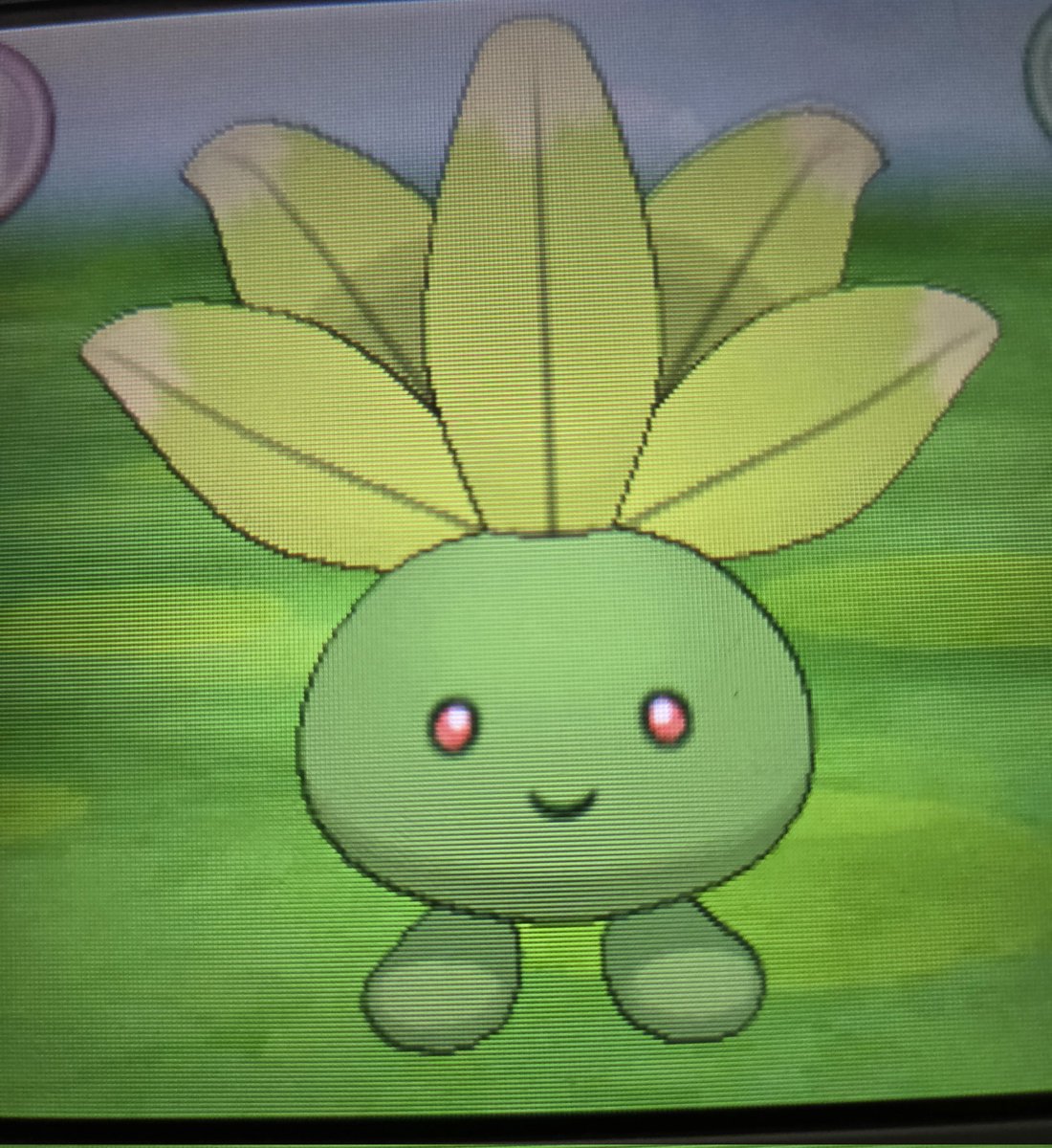 hopexwinter_'s tweet photo. Shiny Oddish from hordes after 2,710 seen :3, 4th member of the Alpha Sapphire SBQ. Going to evolve into Bellossom as soon as i can! https://t.co/Hr8KRIAw5d