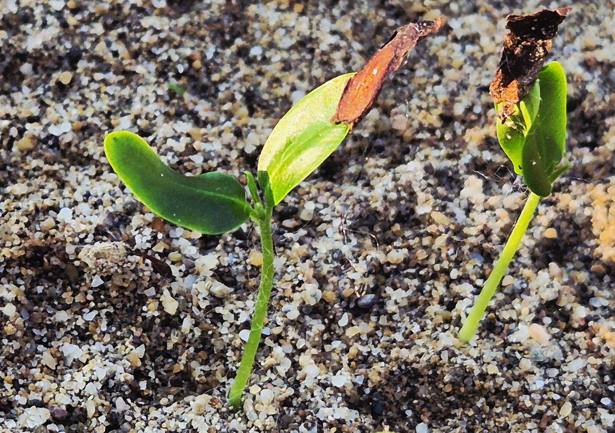 oscar_if's tweet photo. 🌱 https://t.co/HdXs9h73Xg