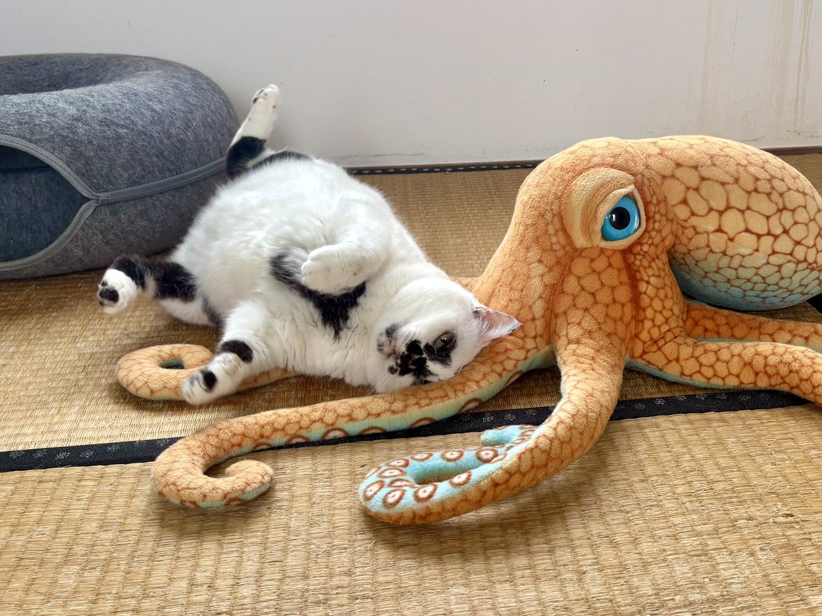 熱海 Muddy Cat tweet media