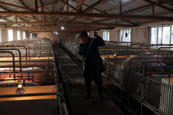 Porcinity Rising In China, a nation that devours 50% of the world's pork, this single ...