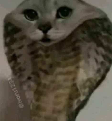 𝜗𝜚˚⋆ tweet media