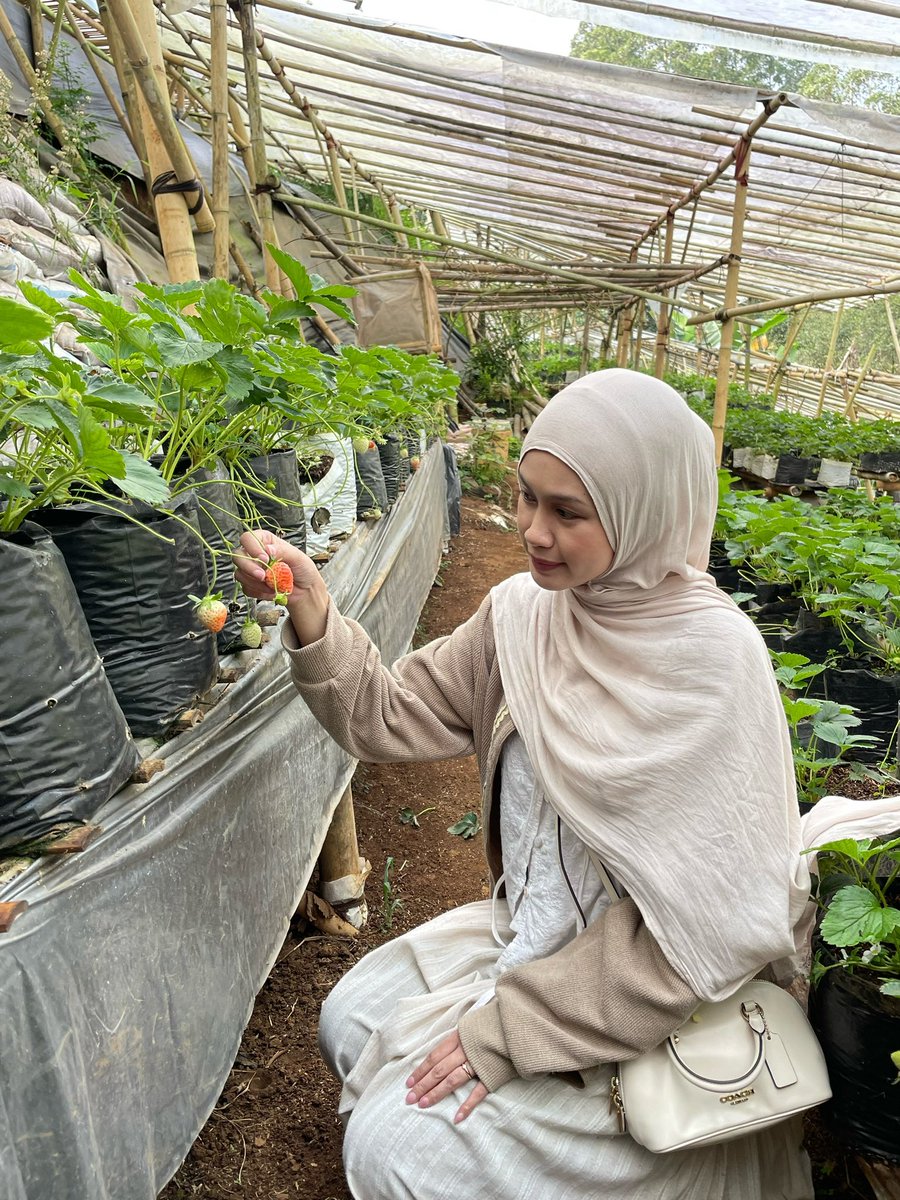 khanifirsyad's tweet photo. Kemarin pas mampir di kebunnya Kang @defalahoktavian, jg ngajakin my bini. Kebetulan doi suka bgt sama stroberi. Dan katanya itu stroberi terenak yg pernah doi makan.

😍🍓 https://t.co/rKETPrJSHl