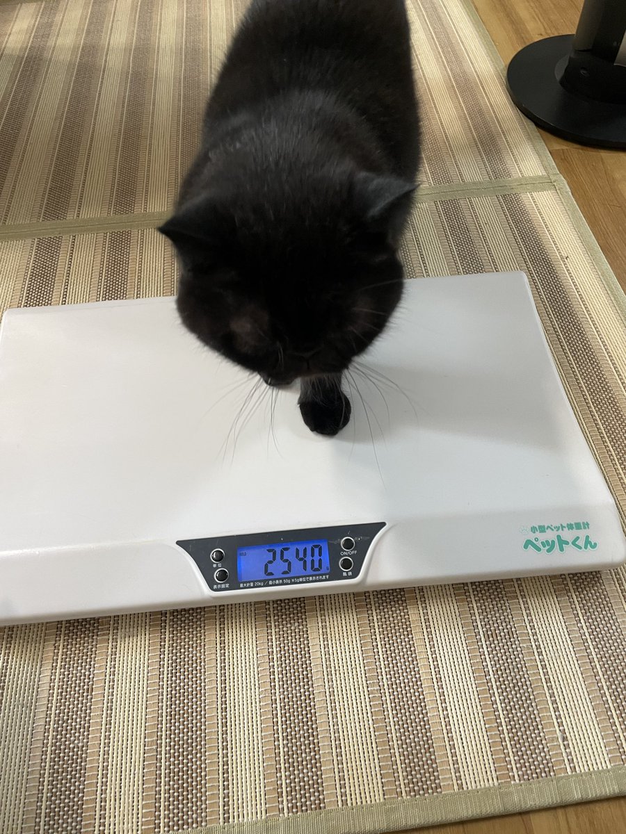catcafemfmf's tweet photo. 祝1キロ超えの子💯

育てば育つほどほめられるから体重計の上で寝ちゃう子💤

太ると怒られるので前足しか乗せたくない子

体重計より膝に乗りたい子 https://t.co/MgiKtbgCWs