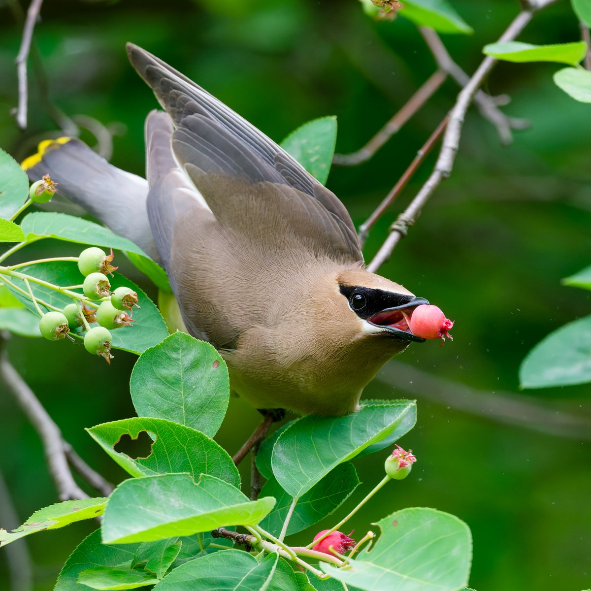 hubbnyc's tweet photo. Only the finest serviceberry for this Cedar Waxwing at the Central Park Pool yesterday  
#cedarwaxwing #birdcpp #birdphotography #nikonphotography #springmigration https://t.co/IBNJs9t55V