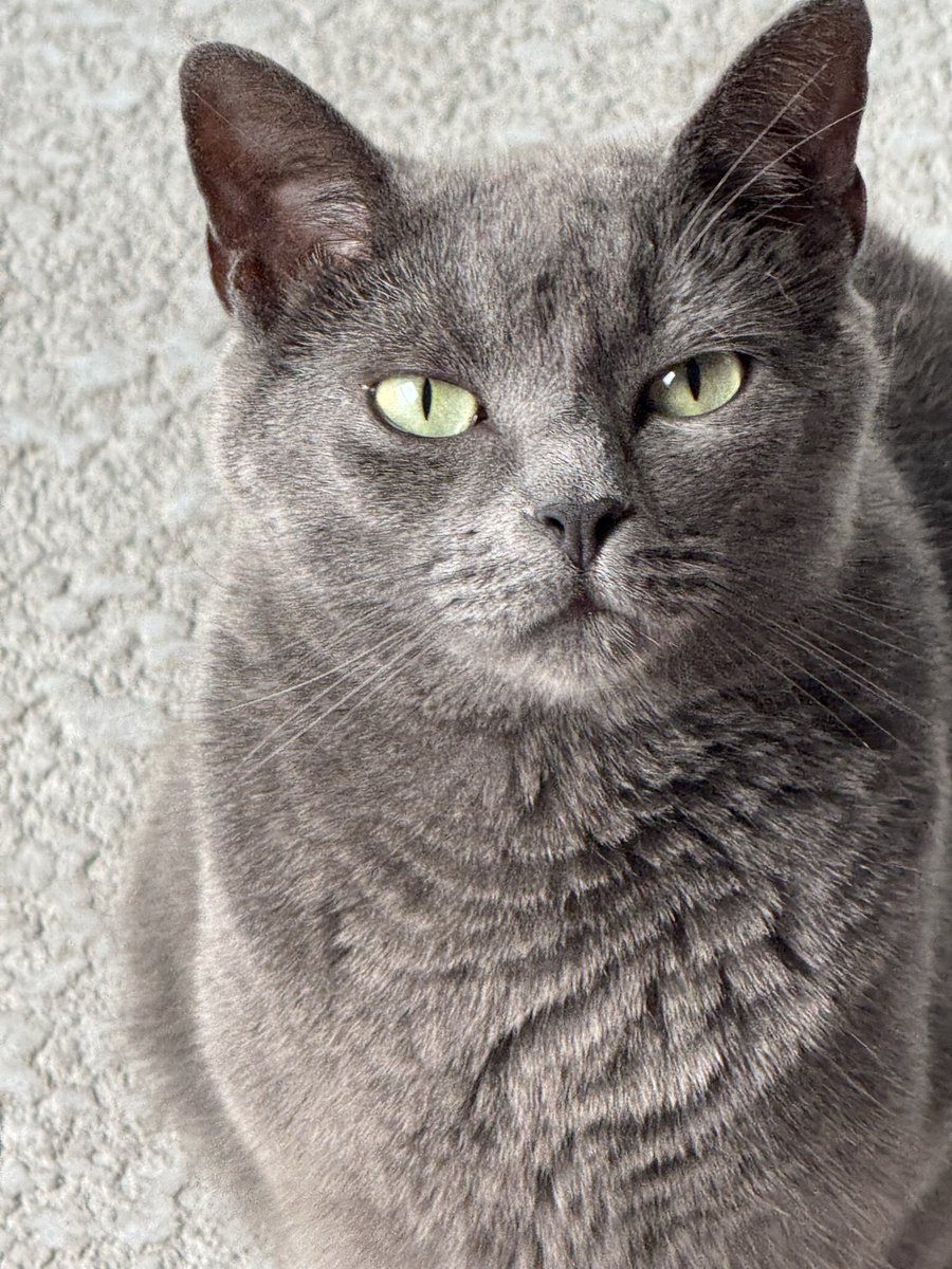 WLAPANE's tweet photo. @_StephanieMyers Gray wants to wish you a ( Happy Birthday to you, Happy Birthday to you, Happy birthday from your other favorite cat, Happy Birthday to you.) love Gray https://t.co/FsTan1fVpF