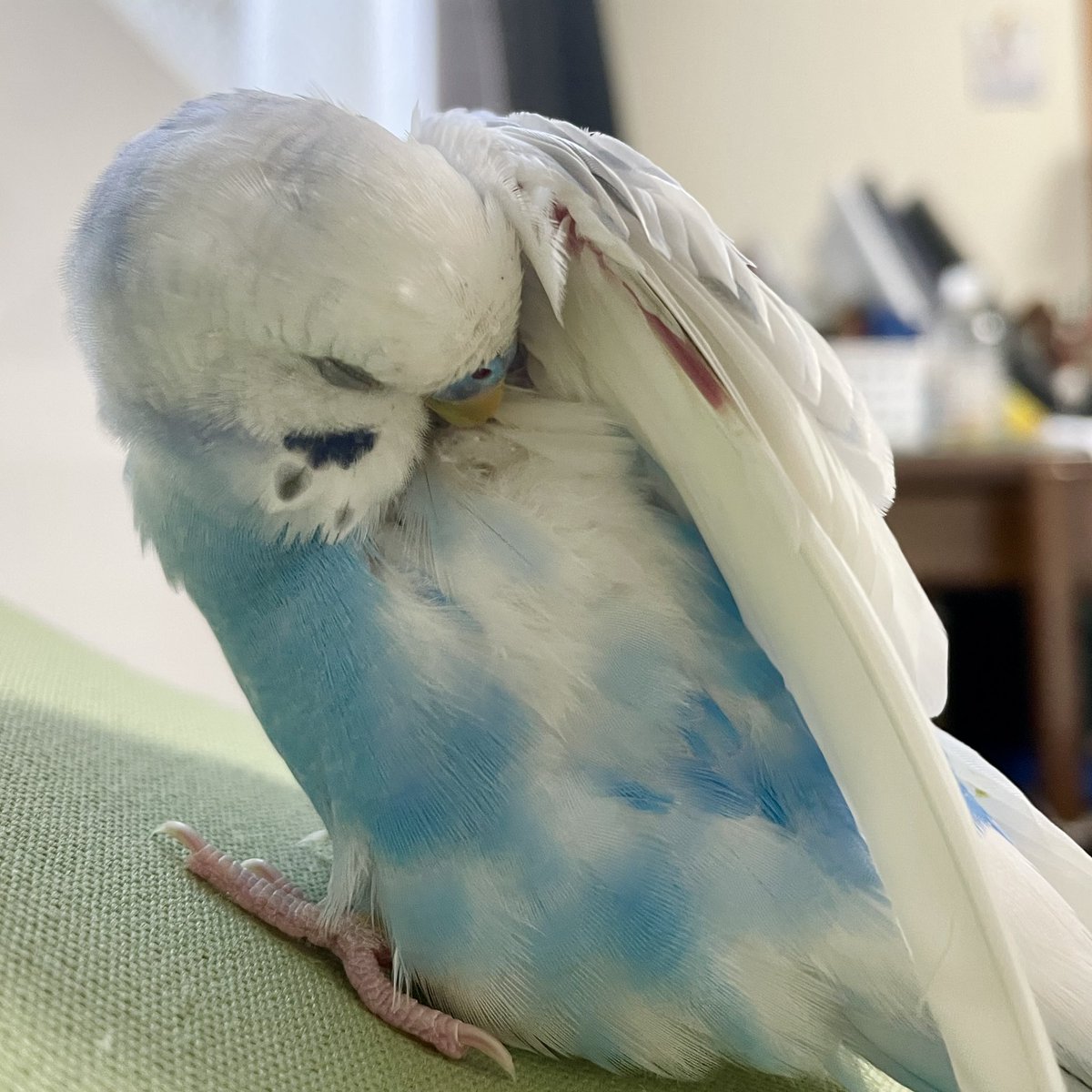 トリ tweet media