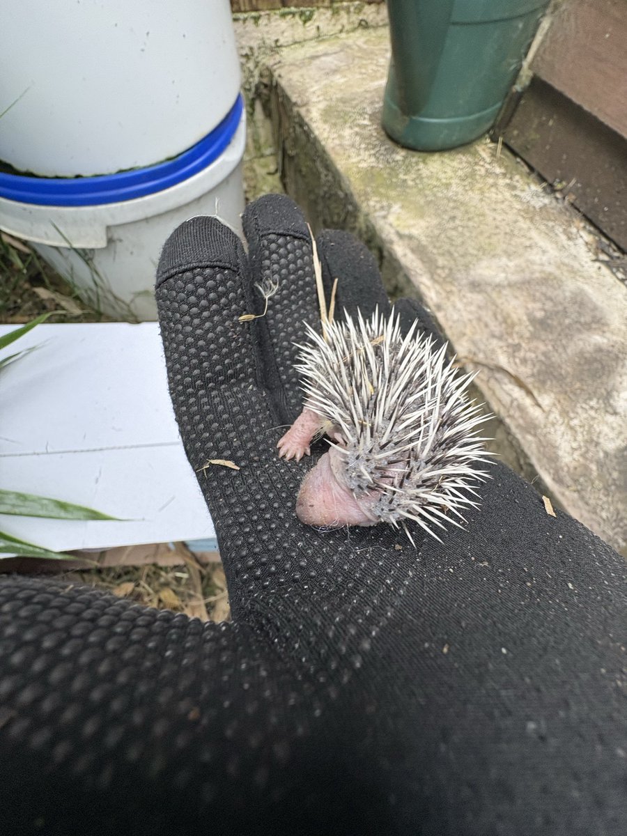 ditton_ps's tweet photo. The  Hoglets have grown so much 🦔 Hilda has done an amazing job raising them. They’re now back in the wild as nature intended 💛 good luck Hilda &amp; the Hogs x https://t.co/pnRWP1XCZl