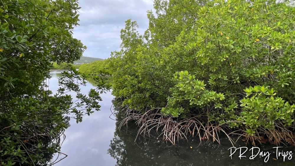 PRDayTrips's tweet photo. Good Morning from #PuertoRico - Mangroves Protecting The Land #estaesmiisla https://t.co/UJxR4FJuEU