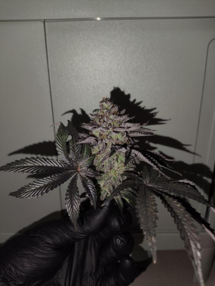grow_diaries's tweet photo. 🧃🌿 Radical Juice
by @RipperSeeds

Run by blablamesh — loud name, loud genetics

Juicy candy terps with that sharp modern funk 👀

Fed with Canna 🌱 https://t.co/ct5brNDEaW