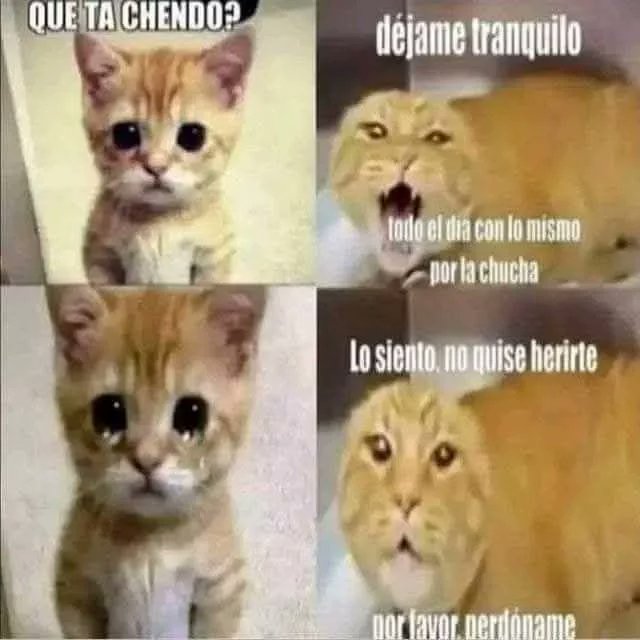 ssducti0n's tweet photo. #cattwt día 3

proyectada https://t.co/rzlxrWg2BI