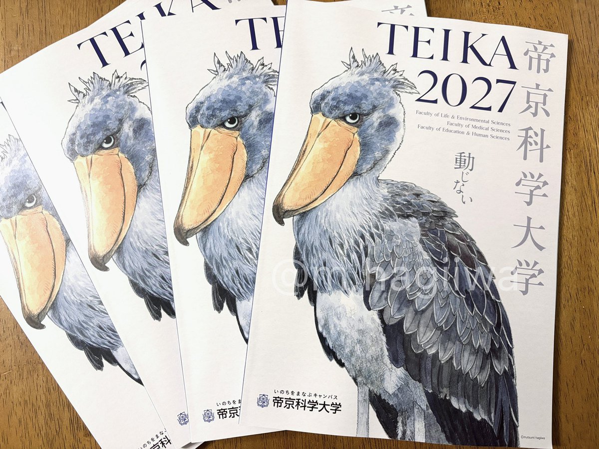 hagiiwa's tweet photo. この度帝京科学大学様の2027年版大学案内冊子の表紙イラストを描かせていただきました！！！

2017年の鳥絵展の際に一度だけ描いたハシビロコウ。いつかまたガチで描きたい🔥と思い5年前に一眼レフカメラを抱えて上野動物園へ行き、たくさん撮っていた写真がついに役立つ日が✨
久しぶりにハシビロコウを真剣に描くことができてとっても楽しかったです😊

大学の理事長様がハシビロコウがとてもお好きだという事で、ここ数年表紙はハシビロコウでデザインされており、今回私にお話を振ってくださったマイナビ　の担当者様には感謝の気持ちでいっぱいです💖
(そしてとても楽しそうな大学で、今更ながら私も興味津々)

どちらの高校や予備校などに設置されるのかわかりませんが、もしどこかでお目にかかることがありましたらぜひガン見してくださいね！！

それにしても、何種類もの羽根を持つなんて美しい鳥だろうと描きながらホレボレしました♡

#ハシビロコウ
#shoebill