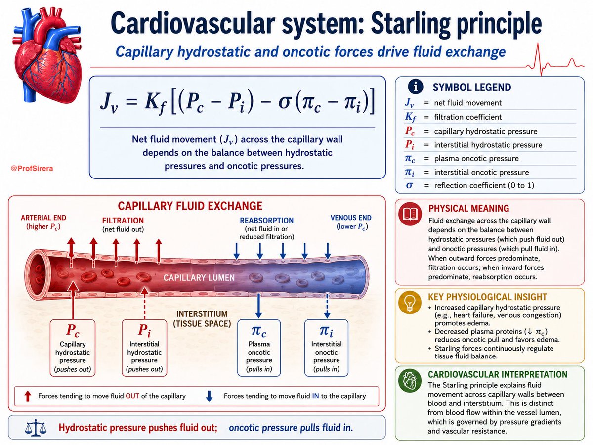 ProfSirera's tweet photo. Starling’s principle explains capillary fluid exchange.

It is a balance between hydrostatic pressure, which pushes fluid out of capillaries, and oncotic pressure, mainly generated by plasma proteins, which pulls fluid back in. 

Filtration predominates at the arterial end; reabsorption and lymphatic drainage prevent tissue fluid accumulation.

Inflammation disrupts this balance.
