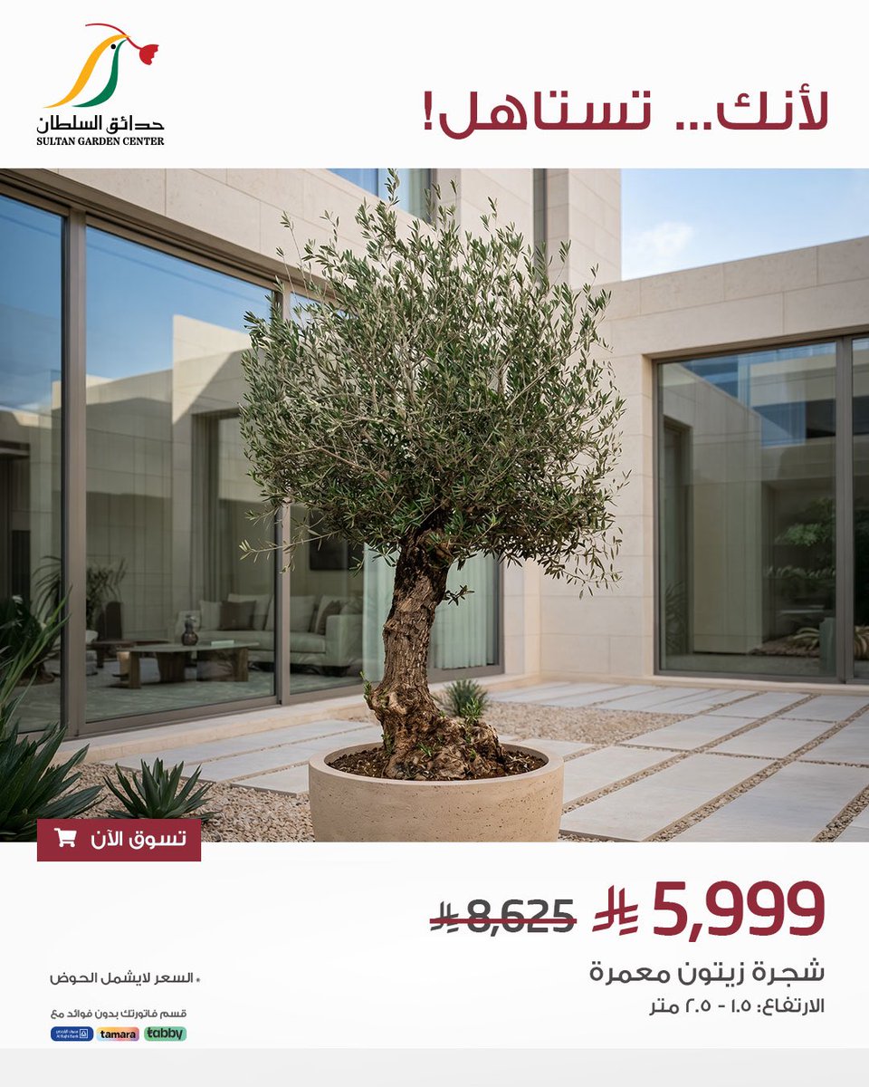 SultanGarden's tweet photo. شجرة الزيتون بأفضل الأسعار🔥🌳

#حدائق_السلطان #نباتات #نباتات_مزروعة #شجرة_الزيتون #جلسات_خارجية https://t.co/T6NdLYQo0s