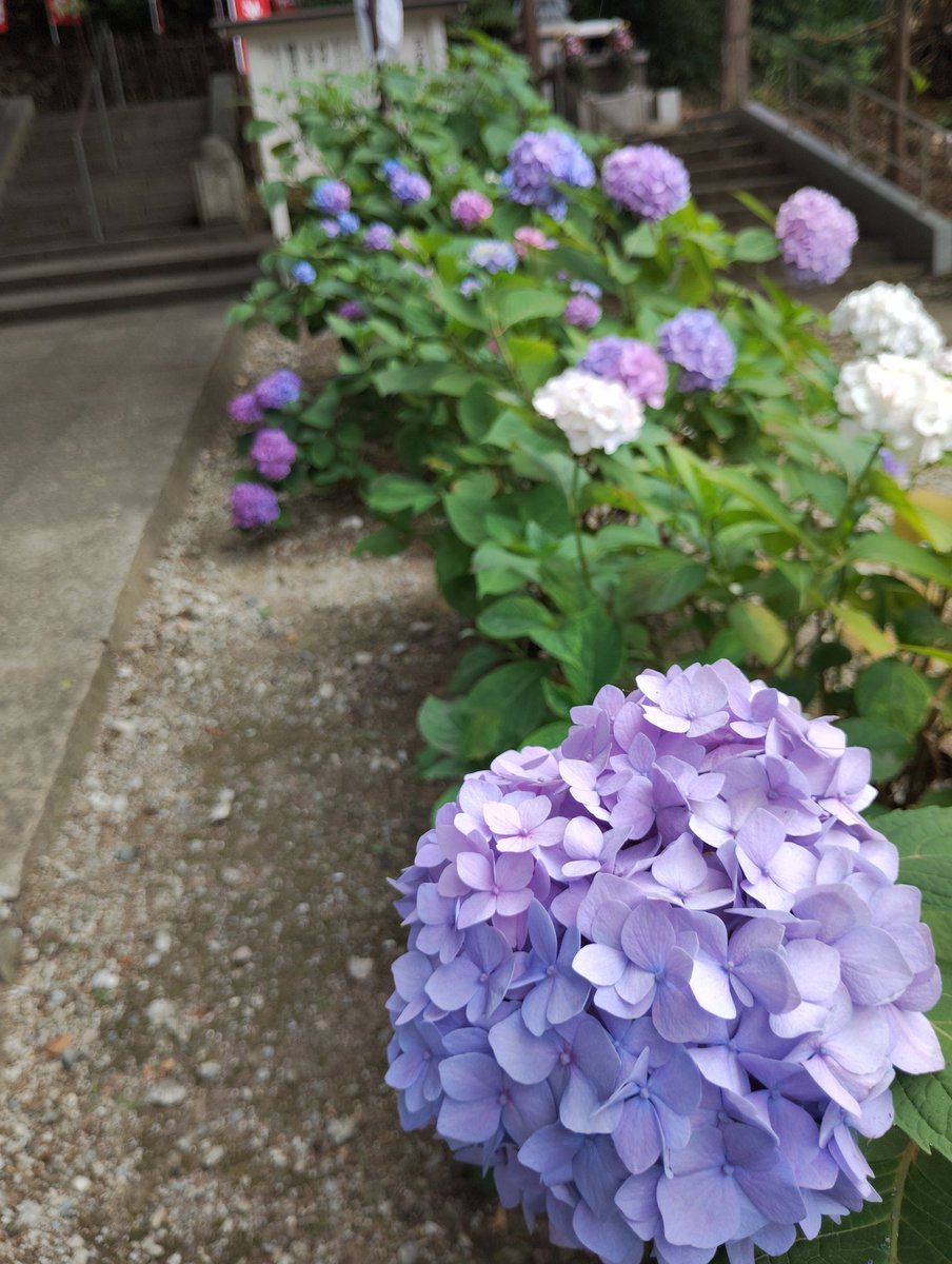 MiluxorM's tweet photo. 梅雨化粧始めました
あなたを振り向かせたい💕

#あじさい
#総持寺 https://t.co/CuQ0UOfbfO
