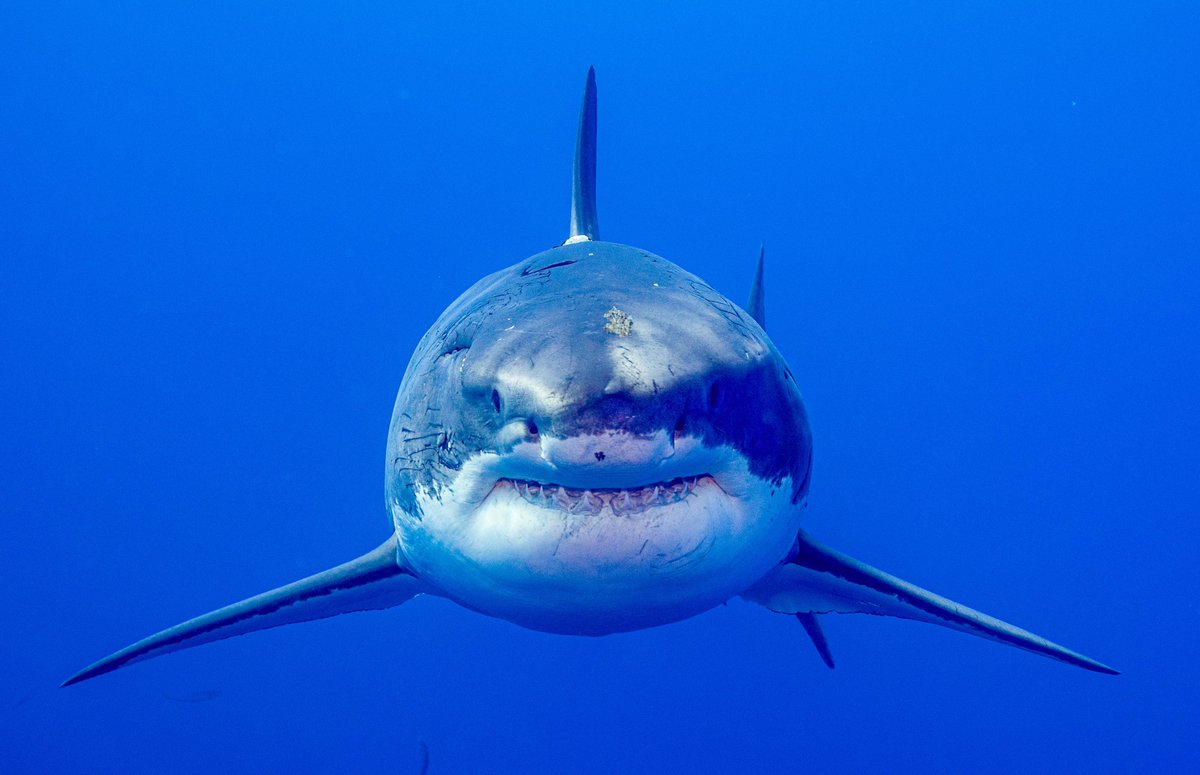 shark fucker tweet media