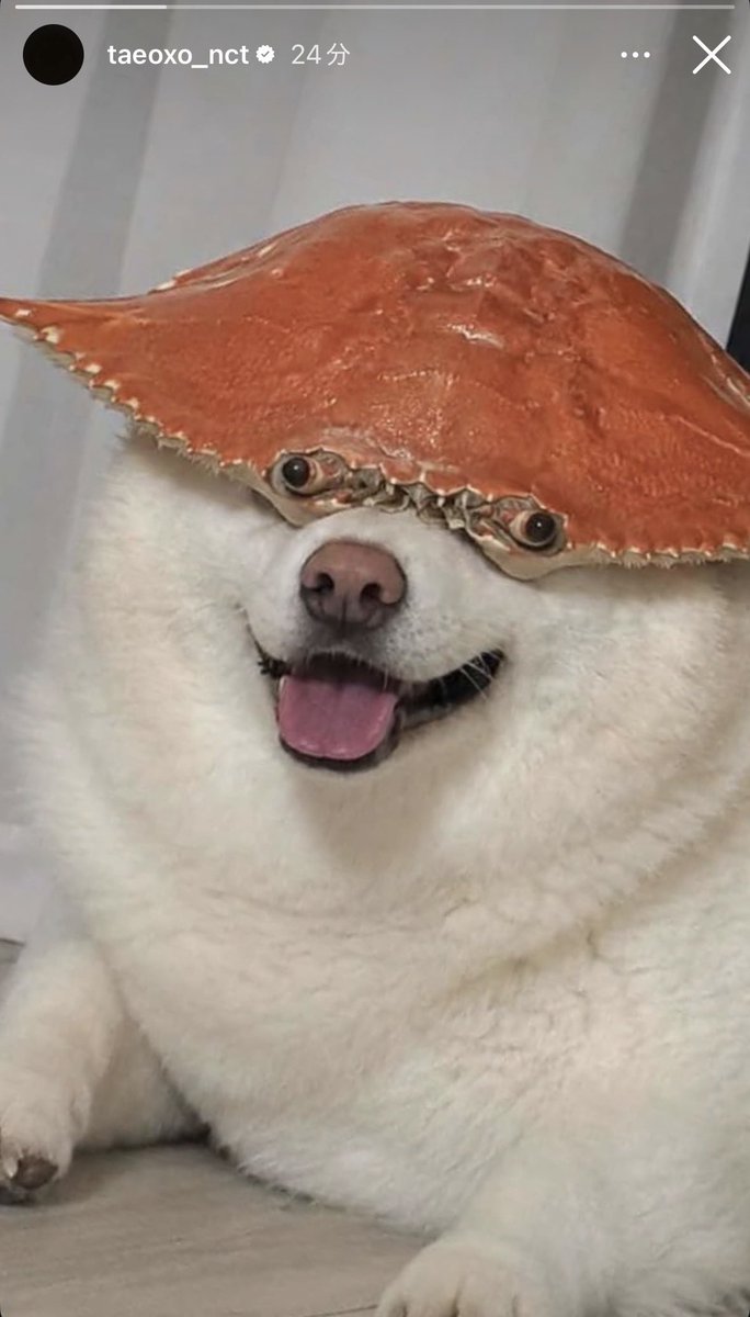 てよ tweet media