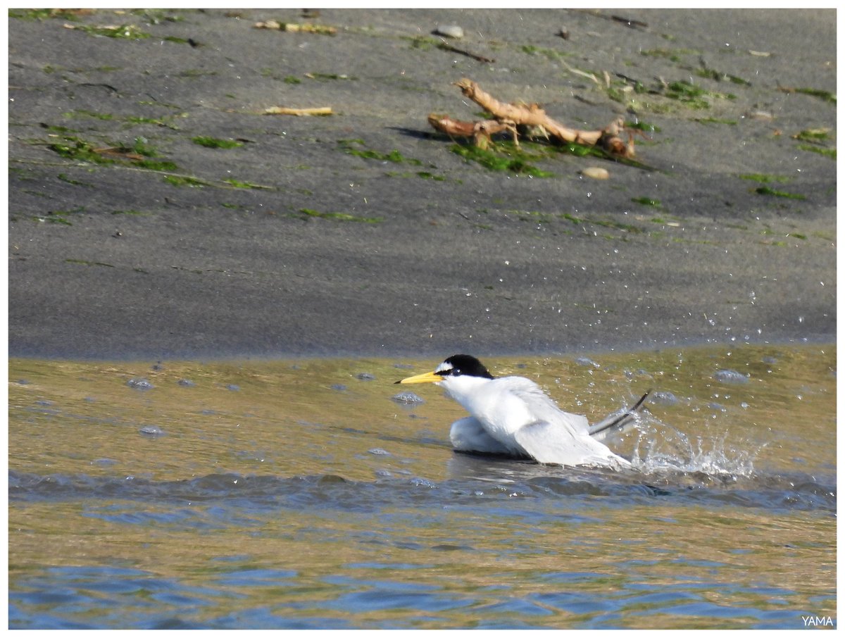 Yama_VP's tweet photo. •Sternula albifrons 

[Fraticello/ Little Tern]

#Sternulaalbifrons #littletern #Seabirds #birds #Wildlife #Ofanto #Puglia #Italy #Afni https://t.co/pcchX0YVZl