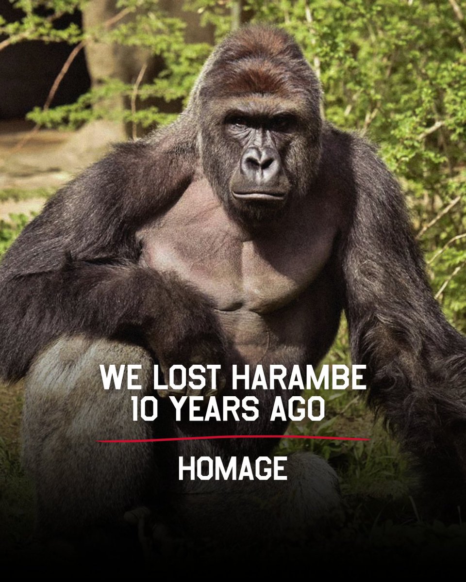 HOMAGE tweet media