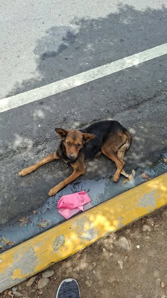 A64029345's tweet photo. Difundir este perrito está lanzado en la vida del aeropuerto del estado la Guaira al frente de Conviasa por favor tiene 2 horas ahí todo el mundo pasa y nadie lo ayuda yo voy va trabajar no puedo ayudarlo por favor.. CASO DE TERCEROS.. LA GUAIRA https://t.co/LuBoBw3VZE