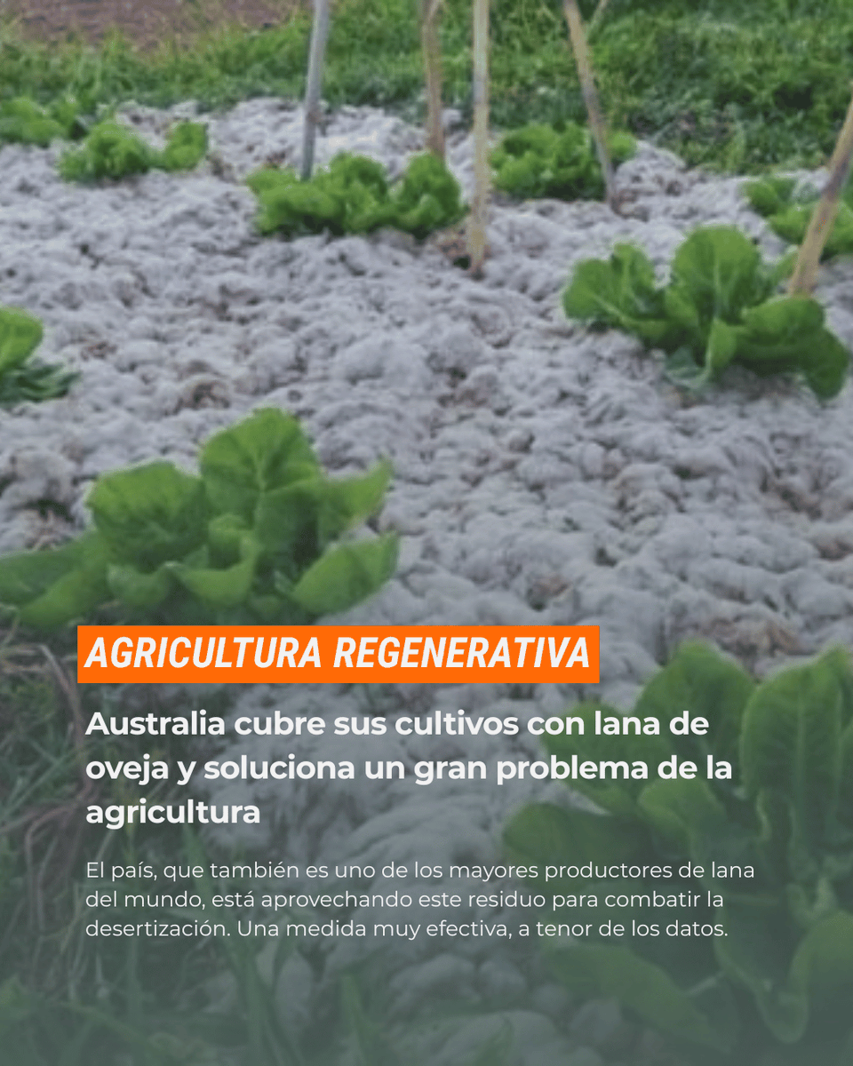 huerta_digital's tweet photo. Australia cubre sus cultivos con lana de oveja reciclada para reducir la evaporación y recuperar suelos degradados. Una solución científica que también da salida a la industria lanera. 

Amplía en @elconfidencial 📲 https://t.co/iVlSBbZvqJ #Australia #Agricultura https://t.co/oGlpWeWiRz