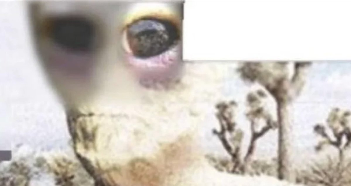 Dr. Disclosure tweet media