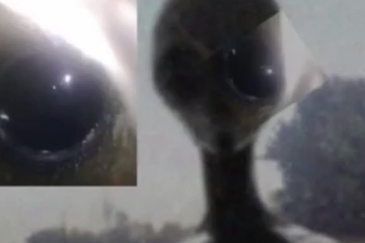 Dr. Disclosure tweet media