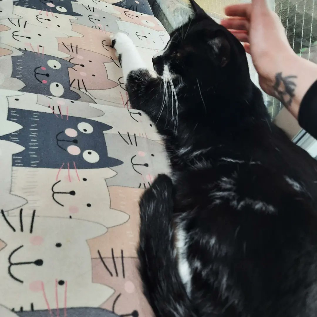 andromedas_void's tweet photo. I always try to visit @asakusanekoen when I'm in Tokyo, such a relaxing way to end my day 🐈‍⬛ https://t.co/Aqgl2Ye0gC