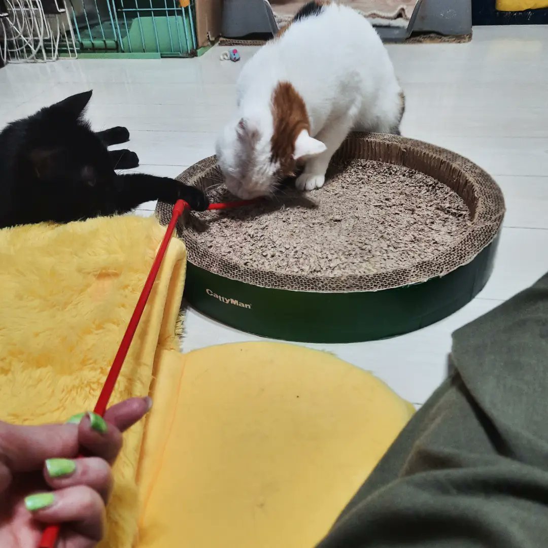 andromedas_void's tweet photo. I always try to visit @asakusanekoen when I'm in Tokyo, such a relaxing way to end my day 🐈‍⬛ https://t.co/Aqgl2Ye0gC
