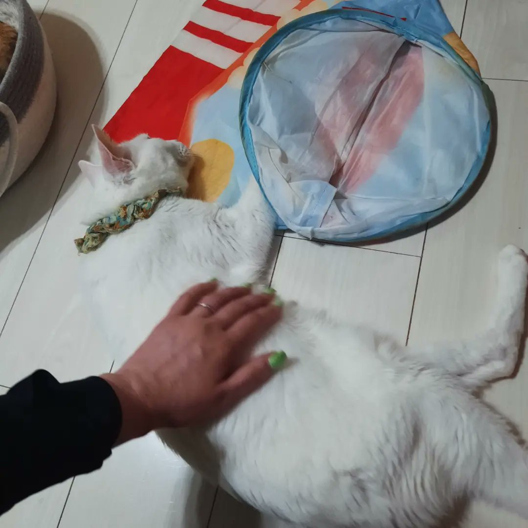andromedas_void's tweet photo. I always try to visit @asakusanekoen when I'm in Tokyo, such a relaxing way to end my day 🐈‍⬛ https://t.co/Aqgl2Ye0gC