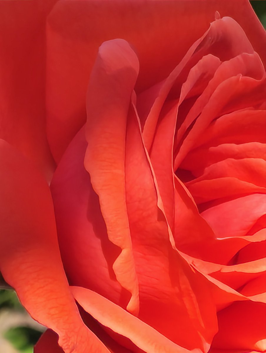 SFNOTHING's tweet photo. This one's for you @snapdragon_uk 
📸 Shot on @nothing

#red #shotonsnapdragon #withnothing #nature #macro
                 https://t.co/79Uujczstw https://t.co/4B0s5evepV